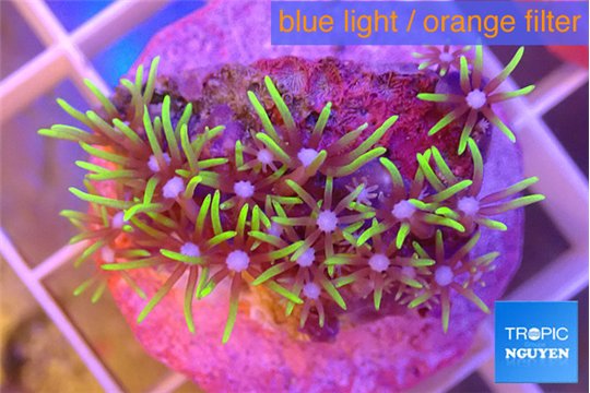 Pachyclavularia neon green 2-3 cm WYSIWYG acclimaté