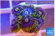 Zoanthus magic green blue 6-7 polyps WYSIWYG acclimaté