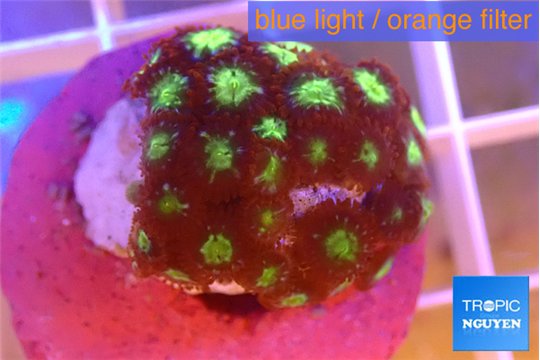 Zoanthus alpha omega 2-3 cm WYSIWYG acclimaté