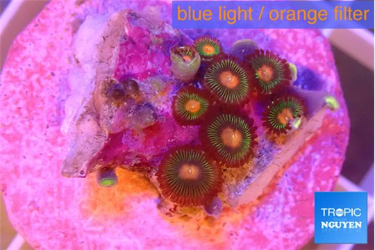 Zoanthus orange 1-2 cm WYSIWYG acclimaté