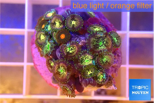 Zoanthus fusion 1-3 cm WYSIWYG acclimaté