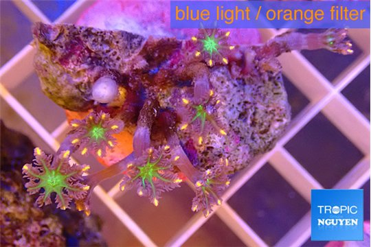 Clavularia papaya fireworks 3-4 cm WYSIWYG acclimaté