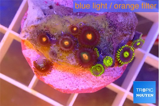 Zoanthus mixed color 1-3 cm WYSIWYG acclimaté