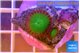 Palythoa neon green 2 polyps WYSIWYG acclimaté