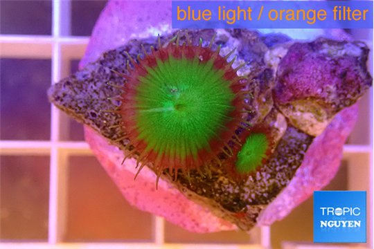 Palythoa neon green 2 polyps WYSIWYG acclimaté