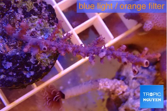 Gorgonia symbiotic 3-6 cm WYSIWYG acclimaté