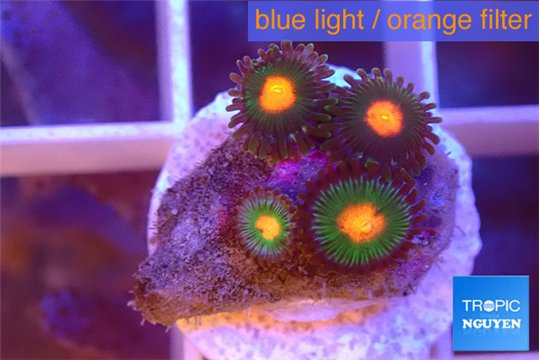 Zoanthus mixed color 4 polyps WYSIWYG acclimaté