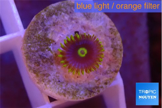 Zoanthus magic green blue 1 polyp WYSIWYG acclimaté
