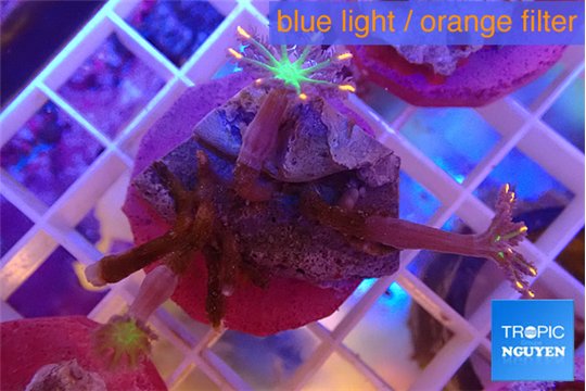 Clavularia papaya fireworks 2 polyps WYSIWYG acclimaté