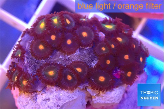 Zoanthus orange 2-3 cm WYSIWYG acclimaté