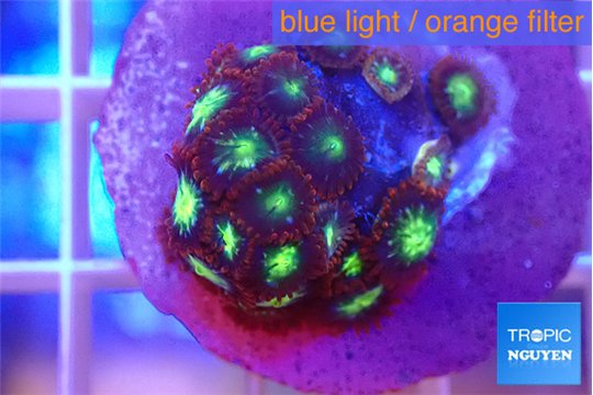 Zoanthus alpha omega 2-3 cm WYSIWYG acclimaté