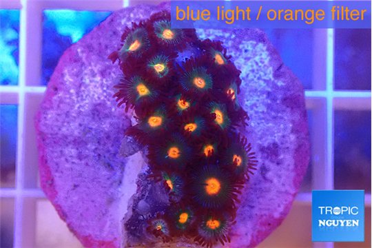 Zoanthus orange 2-3 cm WYSIWYG acclimaté