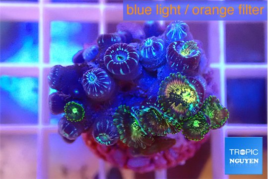 Zoanthus fusion 1-3 cm WYSIWYG acclimaté