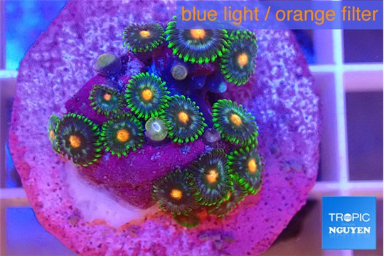 Zoanthus orange green 1-2 cm WYSIWYG acclimaté