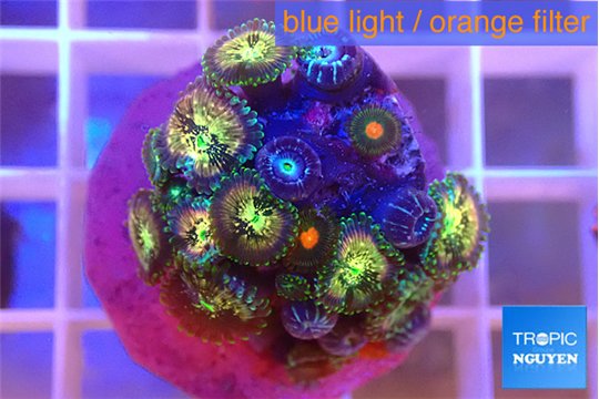 Zoanthus fusion 1-3 cm WYSIWYG acclimaté