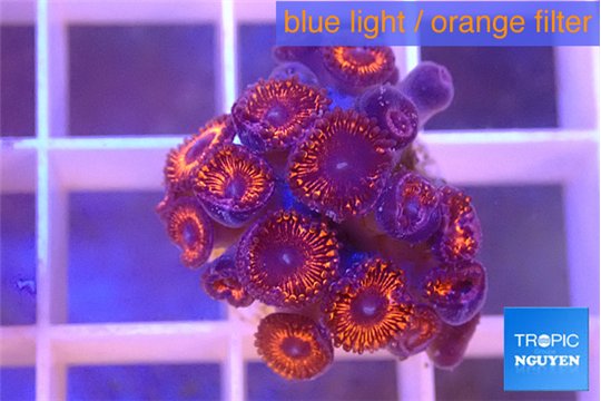 Zoanthus red bam bam 1-2 cm WYSIWYG acclimaté