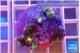 Zoanthus fusion 1-3 cm WYSIWYG acclimaté