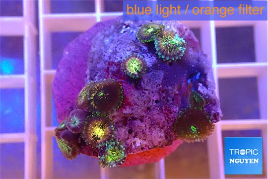 Zoanthus fusion 1-3 cm WYSIWYG acclimaté