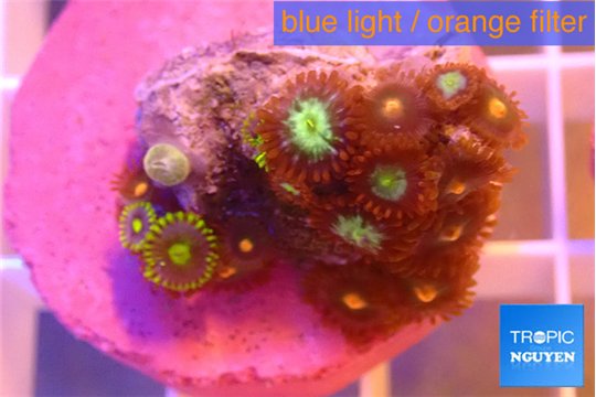 Zoanthus mixed color 1-3 cm WYSIWYG acclimaté