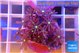 Knopia jasmine polyps 2-3 cm WYSIWYG acclimaté