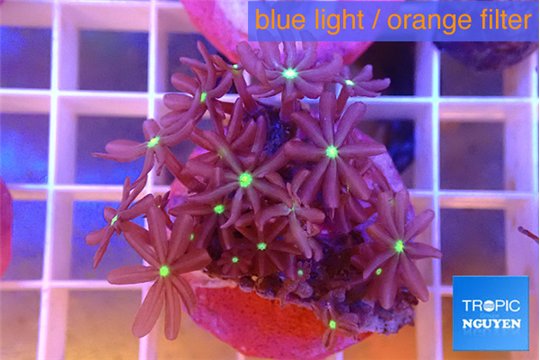 Knopia jasmine polyps 2-3 cm WYSIWYG acclimaté