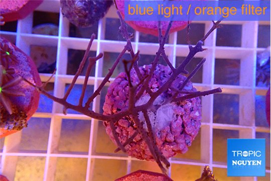 Gorgonia symbiotic 5-8 cm WYSIWYG acclimaté