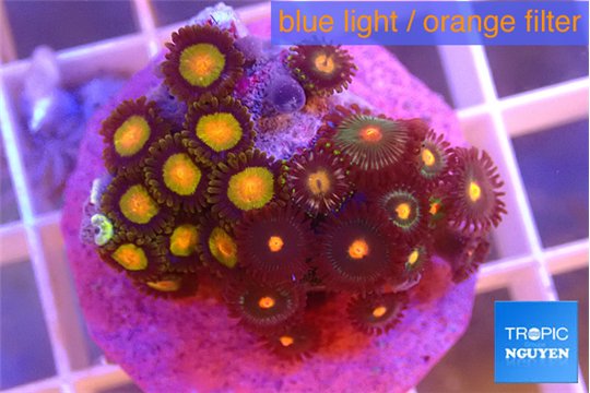 Zoanthus sunset 2-3 cm WYSIWYG acclimaté