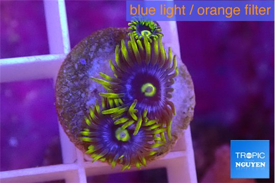 Zoanthus magic green blue 3 polyps WYSIWYG acclimaté