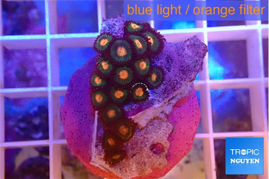 Zoanthus orange 2-3 cm WYSIWYG acclimaté