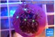 Knopia jasmine polyps 2-3 cm WYSIWYG acclimaté