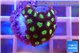 Zoanthus alpha omega 1-3 cm WYSIWYG acclimaté
