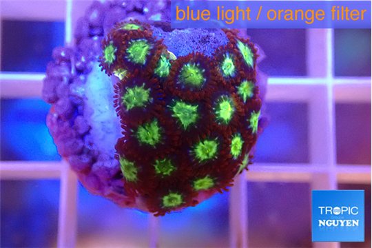 Zoanthus alpha omega 1-3 cm WYSIWYG acclimaté