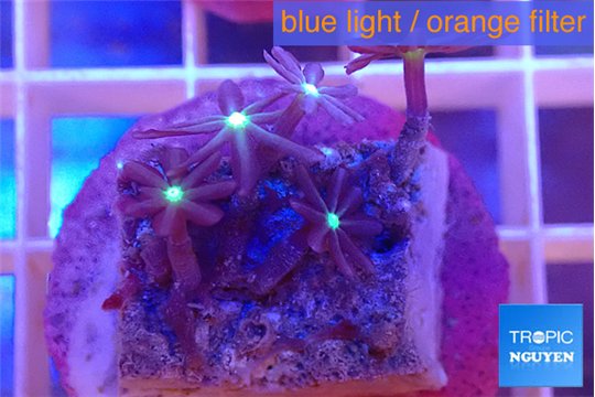 Knopia jasmine polyps 1-2 cm WYSIWYG acclimaté