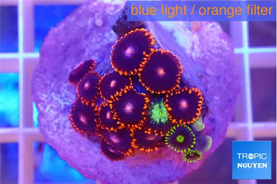 Zoanthus red blue 1-3 cm WYSIWYG acclimaté