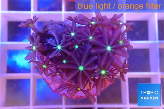 Knopia jasmine polyps 2-3 cm WYSIWYG acclimaté