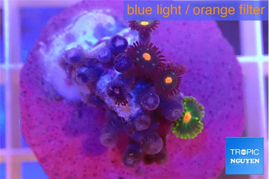 Zoanthus mixed color 1-3 cm WYSIWYG acclimaté