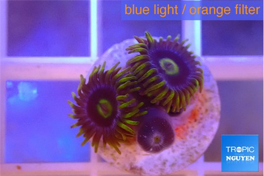 Zoanthus magic green blue 3 polyps WYSIWYG acclimaté