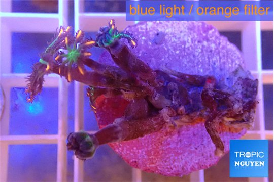 Clavularia papaya fireworks 3-5 polyps WYSIWYG acclimaté