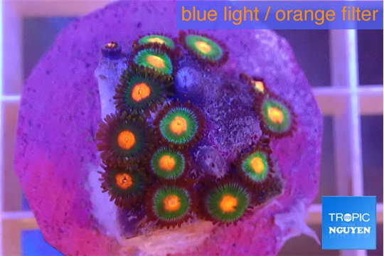 Zoanthus mixed color 1-3 cm WYSIWYG acclimaté