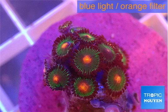 Zoanthus campfire 1-2 cm WYSIWYG acclimaté