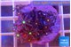 Knopia jasmine polyps 2-3 cm WYSIWYG acclimaté