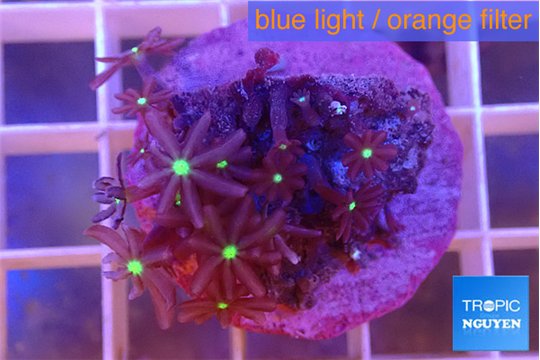 Knopia jasmine polyps 2-3 cm WYSIWYG acclimaté