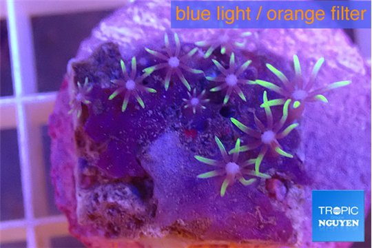 Pachyclavularia pink neon green 1-3 cm WYSIWYG acclimaté