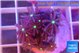Knopia jasmine polyps 2-3 cm WYSIWYG acclimaté