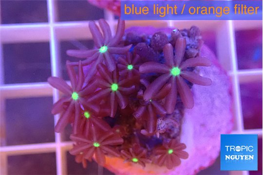 Knopia jasmine polyps 2-3 cm WYSIWYG acclimaté