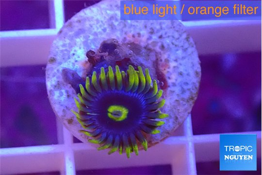 Zoanthus magic green blue 1 polyp WYSIWYG acclimaté
