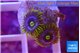 Zoanthus magic green blue 2 polyps WYSIWYG acclimaté