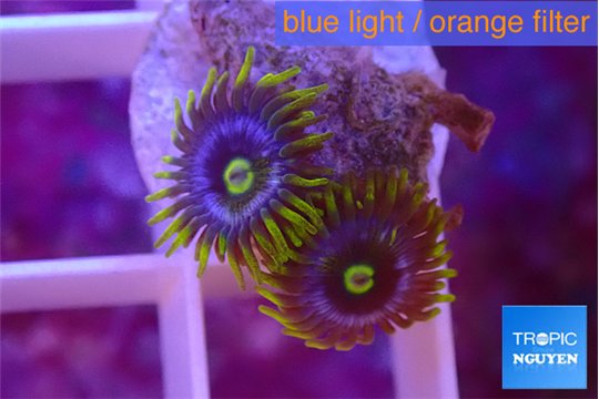 Zoanthus magic green blue 2 polyps WYSIWYG acclimaté