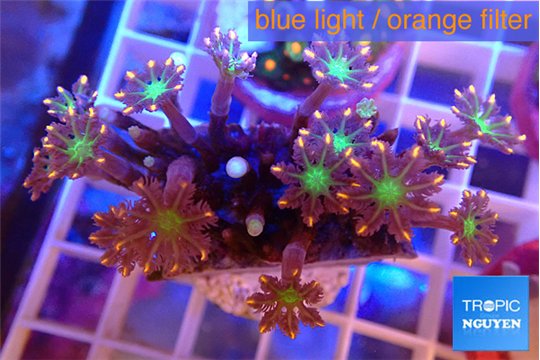 Clavularia papaya fireworks 4-6 cm WYSIWYG acclimaté