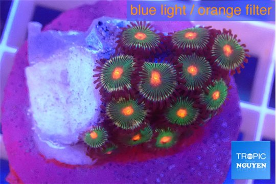 Zoanthus campfire 1-2 cm WYSIWYG acclimaté